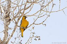 'Bullocks Oriole' along the Chama river on the road to Christ in the Desert Monastery Abiquiu, NM