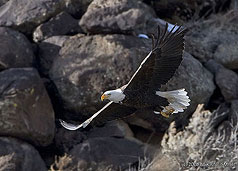 2008 March 16, Bald eagle in the Rio Grande Gorge