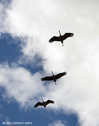 2009 March 12, Three Sandhill Cranes heading north