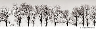 Trees silhouettes, taos