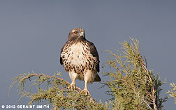 2012 March 10: Red Tailed Hawk