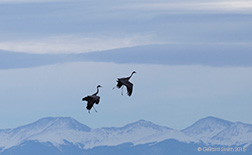 2015 March 03: Sandhill Cranes walking on air at the Monte Vista NWR, Colorado