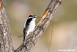 2015 March 07: Downy Woodpecker in Pilar, NM