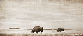 2016 March 15: Plains Bison