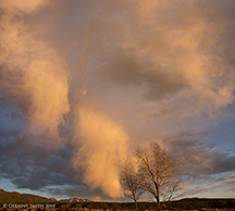 2016 March 24: Sunset sky and cottonwood tree, San Cristobal, NM