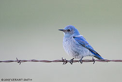 2007 May 31, Mountain Bluebird yesterday evening near Eagle Nest Lake State Park