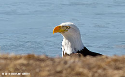 2011 May 07,  Bald Eagle in Bountiful, Colorado