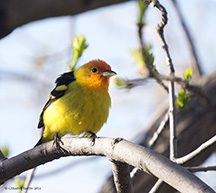 2016 May 21: Western Tanager