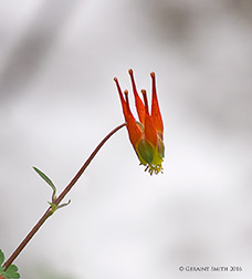 2016 May 25: Red Columbine "Little Lantern" Aquilegia canadensis, on the Italianos Trail in the Columbine Hondo Wilderness, NM