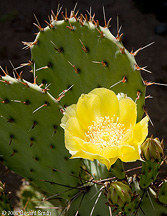 2006 May 18 An early blooming nopal cactus
