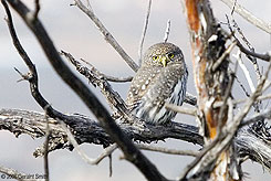 2006 November Northern Pygmy Owl on the trail yesterday in Taos Canyon