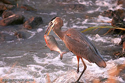 2007 November 12, Blue Heron fishing at the Bosque del Apache