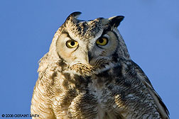 2008 November 23, A Great Horned Owl at the Monte Vista National Wildlife Refuge