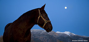 2008 November 13, An encounter under a full moon in Arroyo Seco, New Mexico