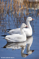 2009 November 10, Snow Geese