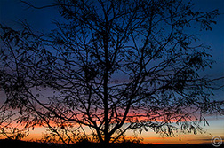 2012 November 07, Locust tree sunset