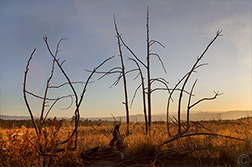 2012 November 08: Lama-scape (Lama New Mexico)