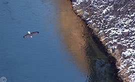 2013 November 30  Bald eagle cruising the Rio Grande