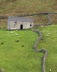 2013 November 04  The art of stone walls and sheep, Yorkshire Dales