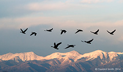 2014 November 26: Canada Geese at the Monte Vista NWR, in the San Luis Valley, Colorado