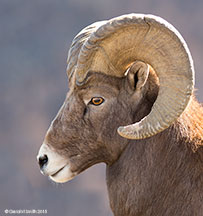 2015 November 10: Nice profile ... Bighorn sheep ram, on the Rio Grande Gorge Rim, Taos NM