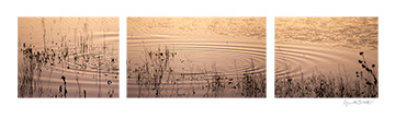 2015 November 20: Ripples in the marshes, Bosque del Apache, NM