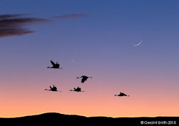 2015 November 15: Sandhill Cranes, crescent Moon and Saturn, Bosque del Apache, NWR, Socorro, New Mexico