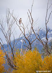 2015 November 02: Hawk and Taos Mountain