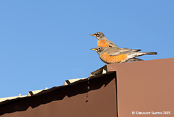 2015 November 27: Robins on the roof and dew dropping