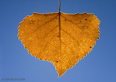 2006 October 29 Cottonwood leaf