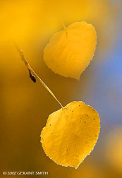 2007 October 12 Fall gold, aspen leaves, national forest