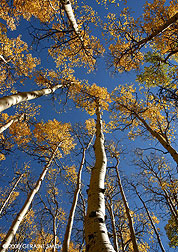 2008 October 10, Fall aspens on the south boundary trail through Garcia Park, New Mexico