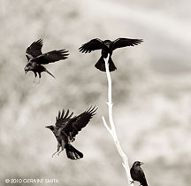 2010 October 14, Crows