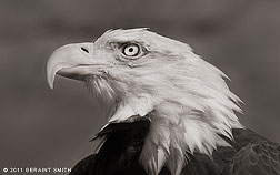 2011 October 07, Maxwell ... the bald eagle