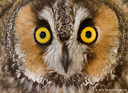 2011 October 06, Long - eared Owl at the Wild Life Center, Espanola, New Mexico