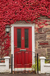2013 October 29  Climbing vine in Lochcarron, Scotland