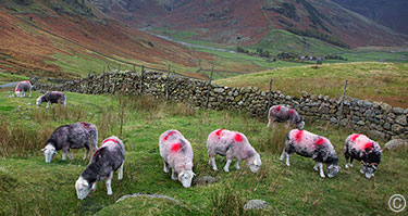 2013 October 31  Lake District sheep ... 