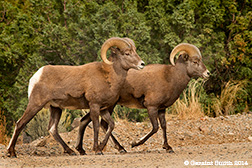 2014 October 22: Bighorn Rams continue to stop traffic in the Orilla Verde, Pilar, NM
