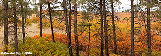 2014 October 09: Fall colors on the high road to Taos