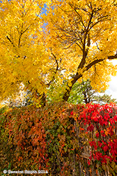 2014 October 12: Fall colors on Morada Lane in Taos, New Mexico