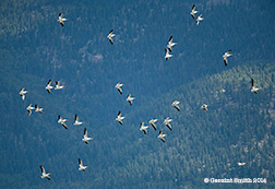 2014 October 30: American White Pelicans in the mountains near Eagle Nest