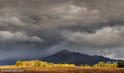2015 October 25: Taos Mountain cottonwoods, El Prado, New Mexico