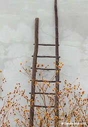 2015 October 23: Ladder and fall sunflowers ... Arroyo Seco