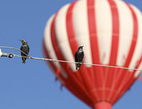 Starlings Watching The Annual Taos Mountain Balloon Rally.