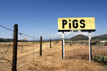 "Pigs 1/8 Mile" Ojo Caliente, New Mexico