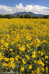 2006 September 02 Fields of gold in Taos