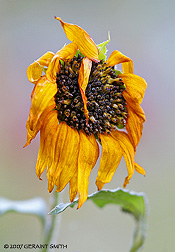 2007 September 26, Sunflower