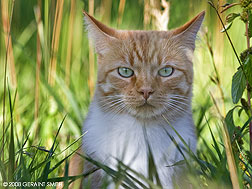 2008 September 11, Cat in the grass