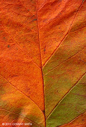 2010 September 18, Apple leaf