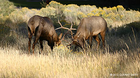 2010 September 14, Elk Rut
